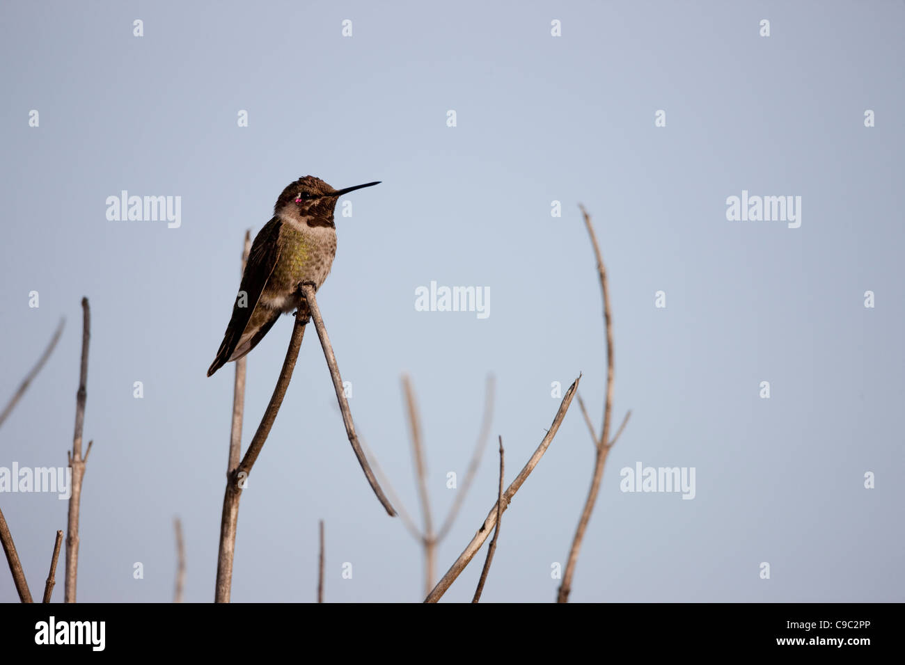 Anna's Hummingbird (Calypte anna), mâle immature. Banque D'Images