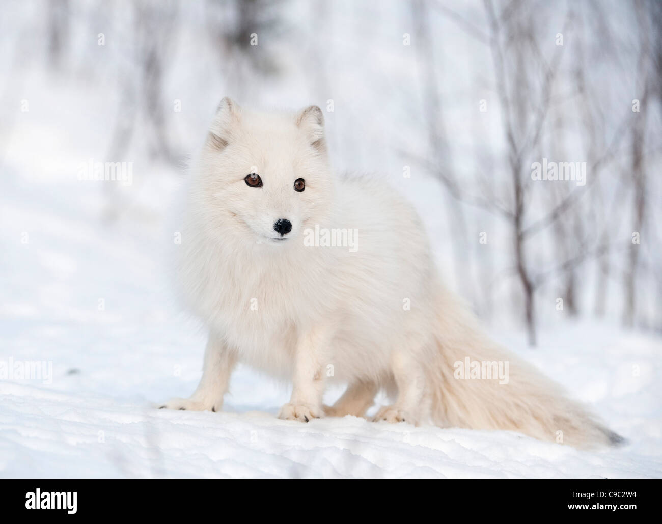 Le renard arctique Norvège Banque D'Images