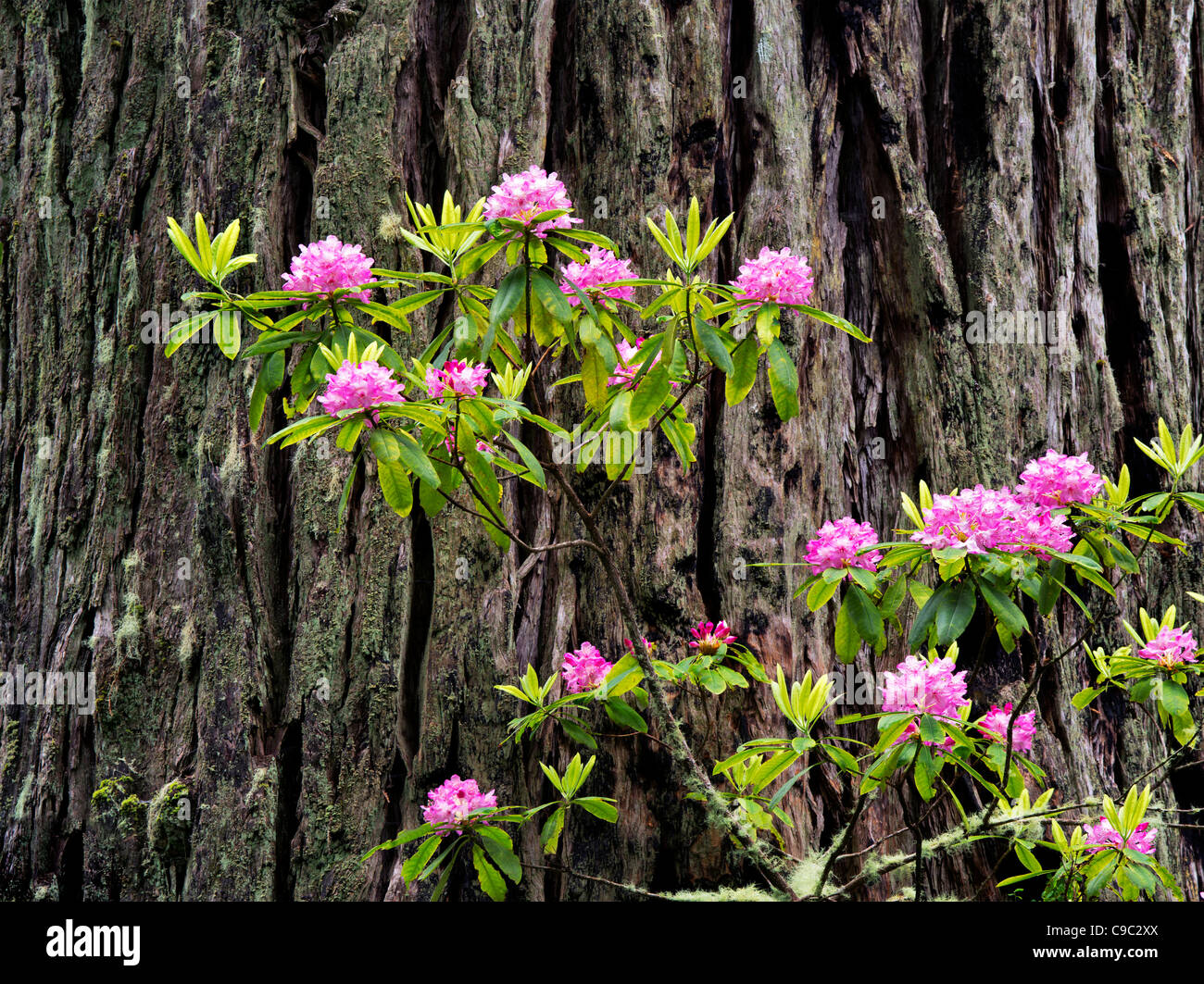 Rhododendrons en fleurs et Redwood tree. Parcs d'État et national Redwood, Californie Banque D'Images