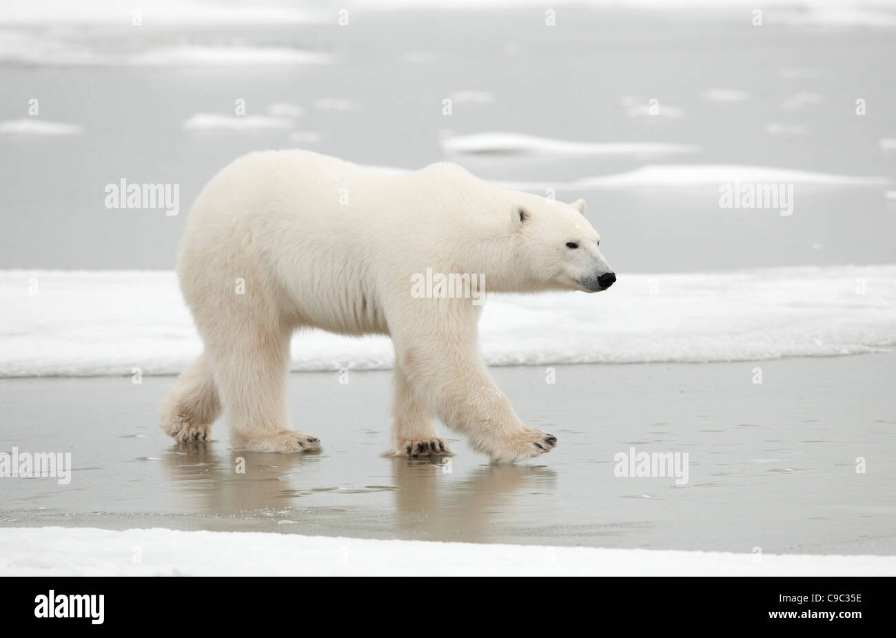 Polar bear walking on ice Canada Banque D'Images