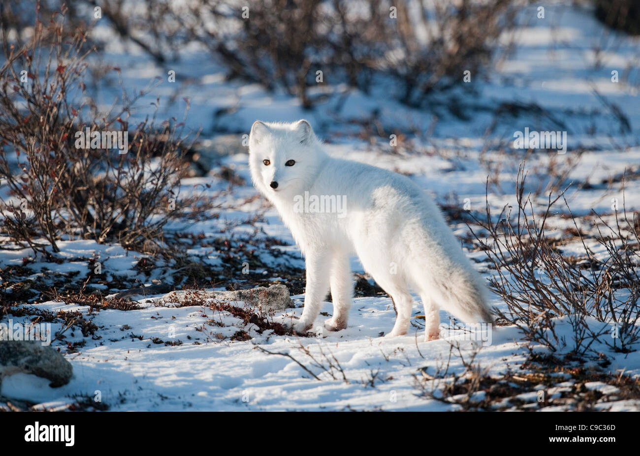 Le renard arctique Toundra sur Canada Banque D'Images