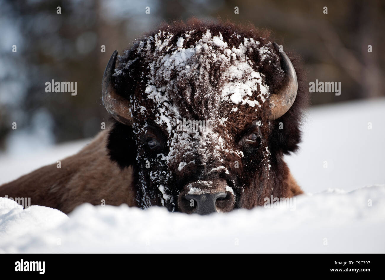 Bison d'Amérique USA Banque D'Images