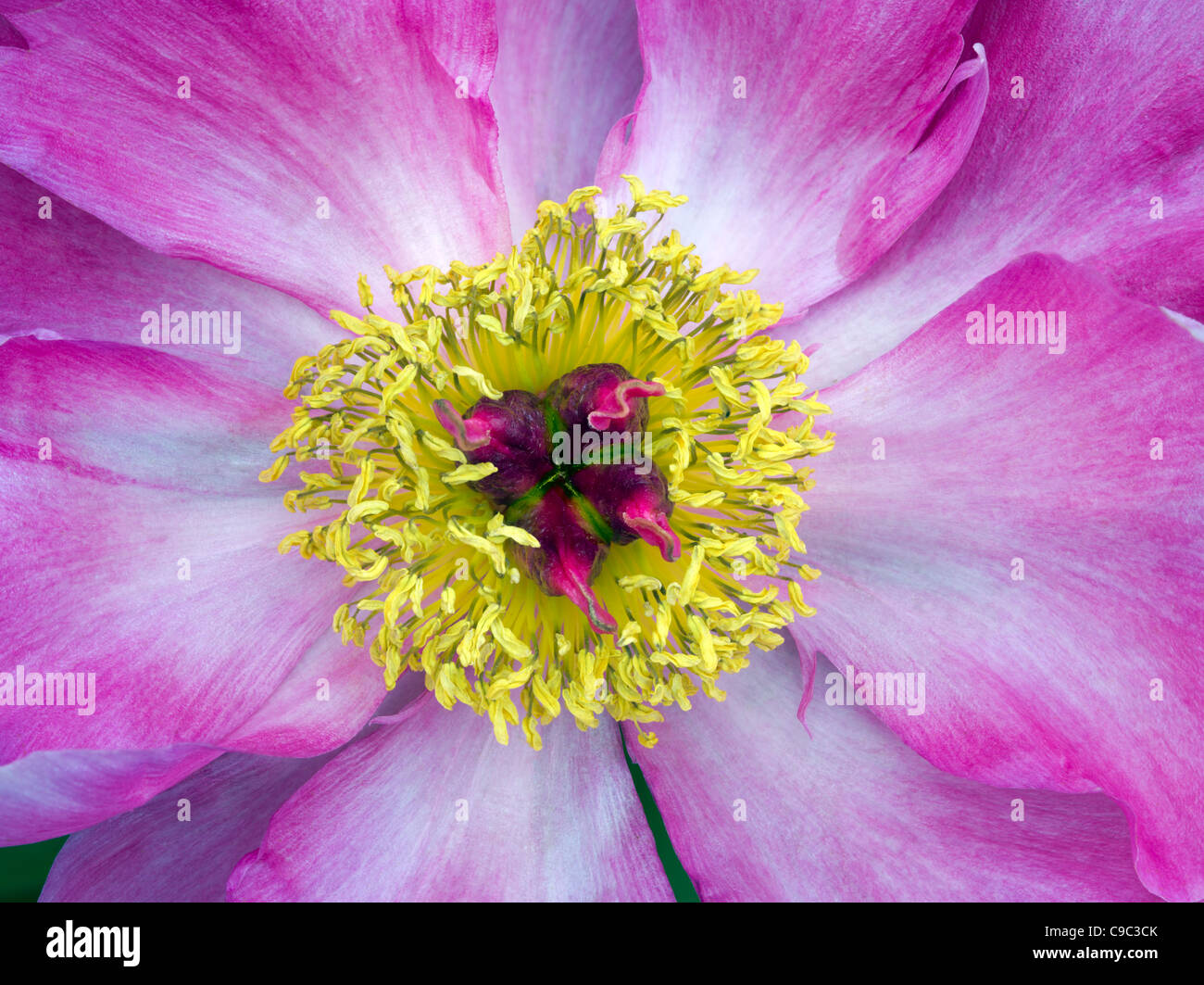 Close up de pivoine, non identifiés Banque D'Images