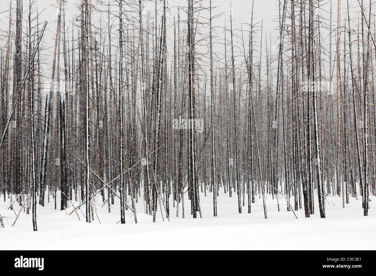Winter forest USA Banque D'Images