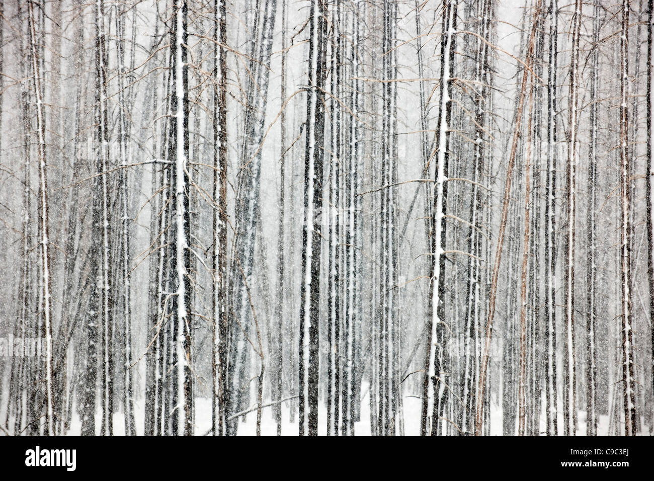 Winter Forest USA Banque D'Images