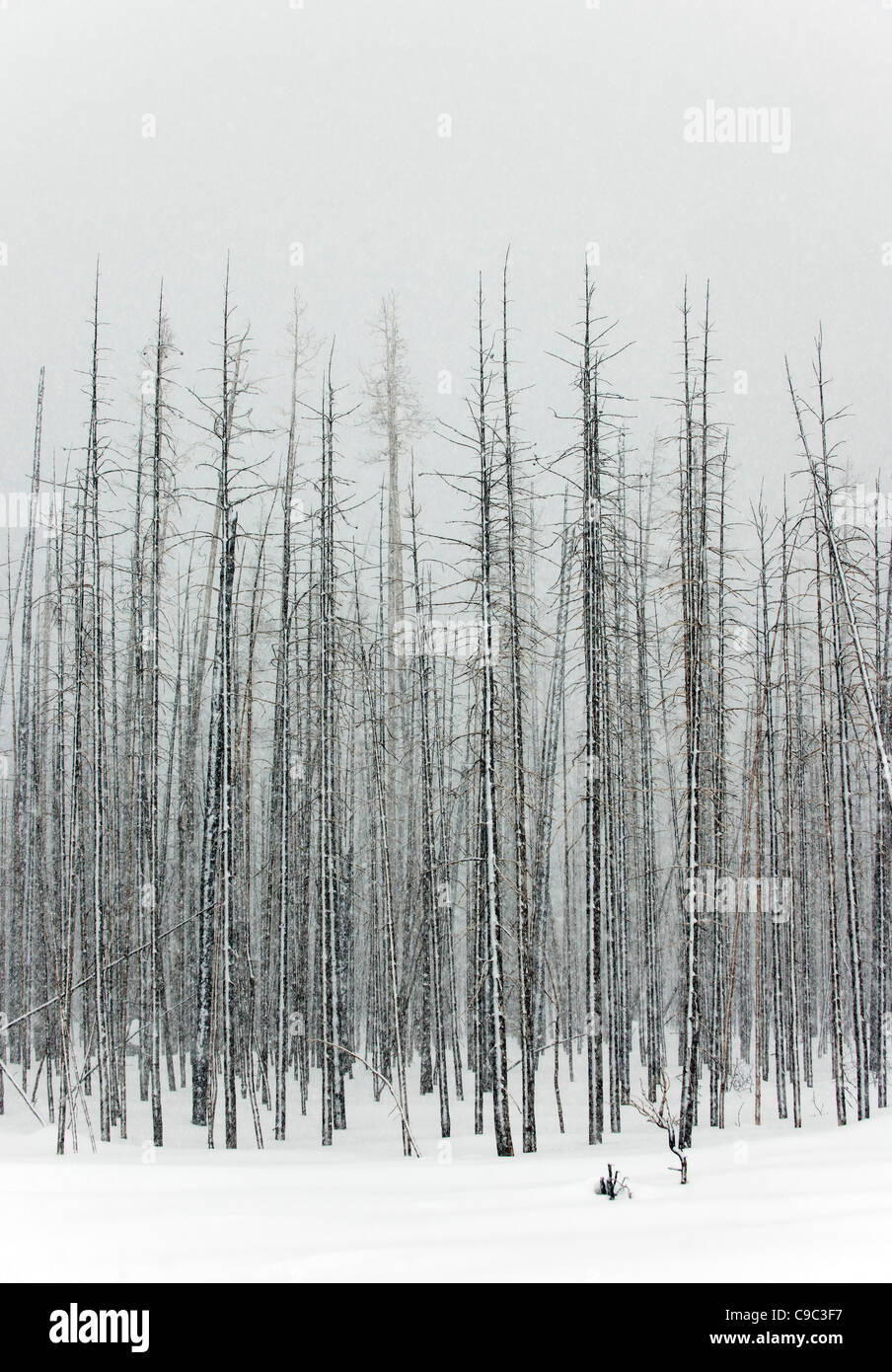 Winter Forest USA Banque D'Images