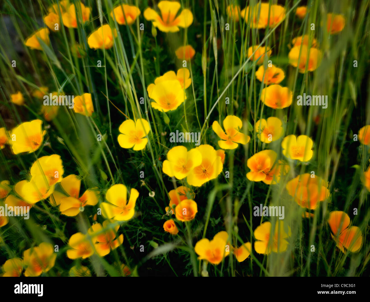 Poppies avec de l'herbe. Klamath Falls, ou Banque D'Images