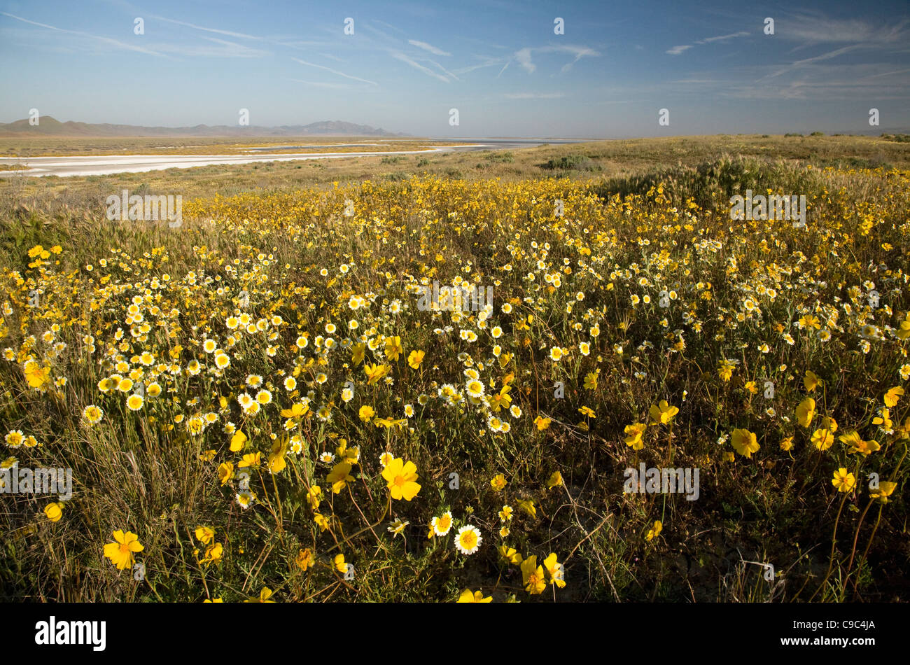Californie - Domaine de fleurs des fleurs près de Soda Lake dans la région de Carrizo Plain National Monument. Banque D'Images