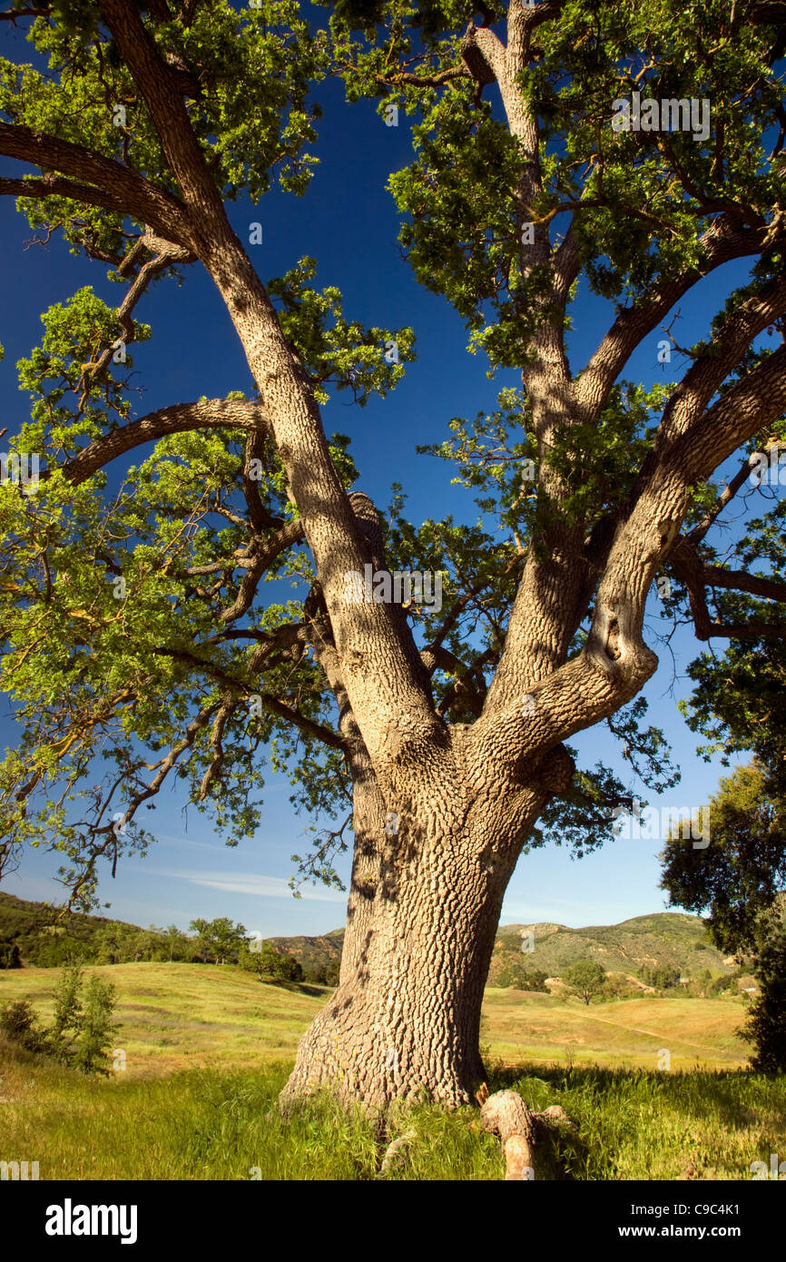 Californie - Arbre de chêne au Paramount Ranch dans les Santa Monica Mountains National Recreation Area. Banque D'Images