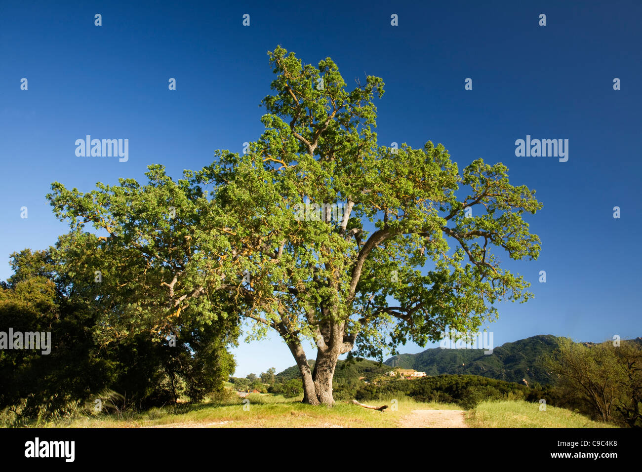 Californie - Arbre de chêne au Paramount Ranch dans les Santa Monica Mountains National Recreation Area. Banque D'Images