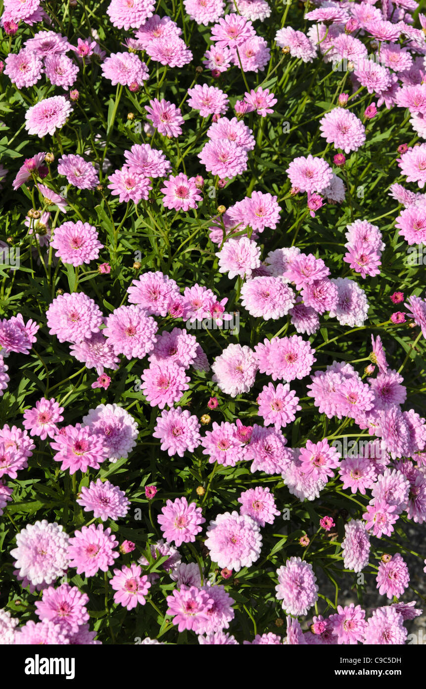 Marguerite (Argyranthemum frutescens 'summer melody') Banque D'Images