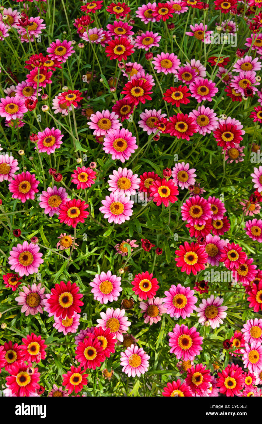 Marguerite (Argyranthemum frutescens 'madeira' rose profond) Banque D'Images Marguerite (Argyranthemum frutescens 'madeira' rose profond) Banque D'Images