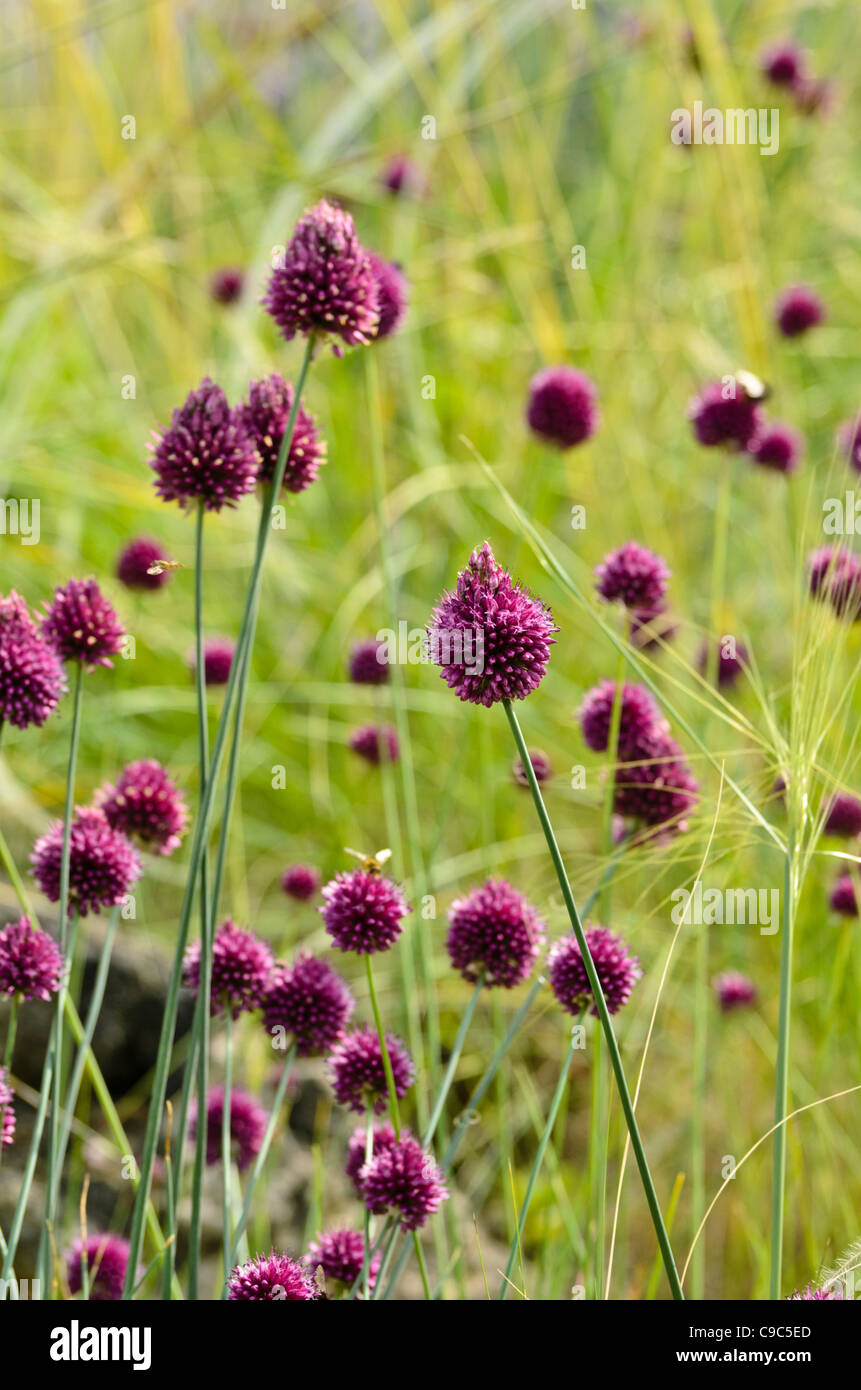 Poireau à tête ronde (Allium sphaerocephalon) Banque D'Images