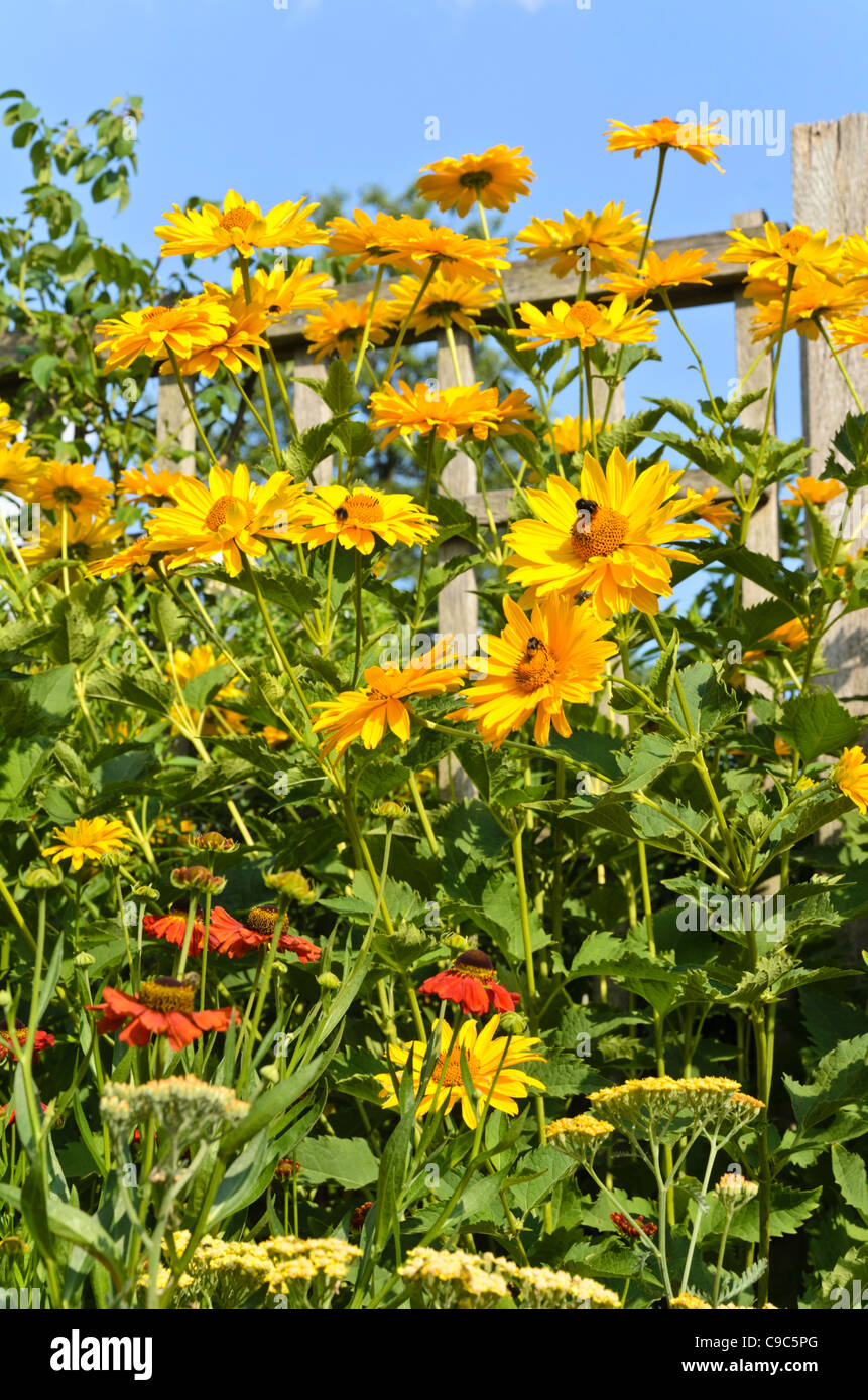 Faux (tournesol Heliopsis helianthoides var. scabra 'Venus') Banque D'Images