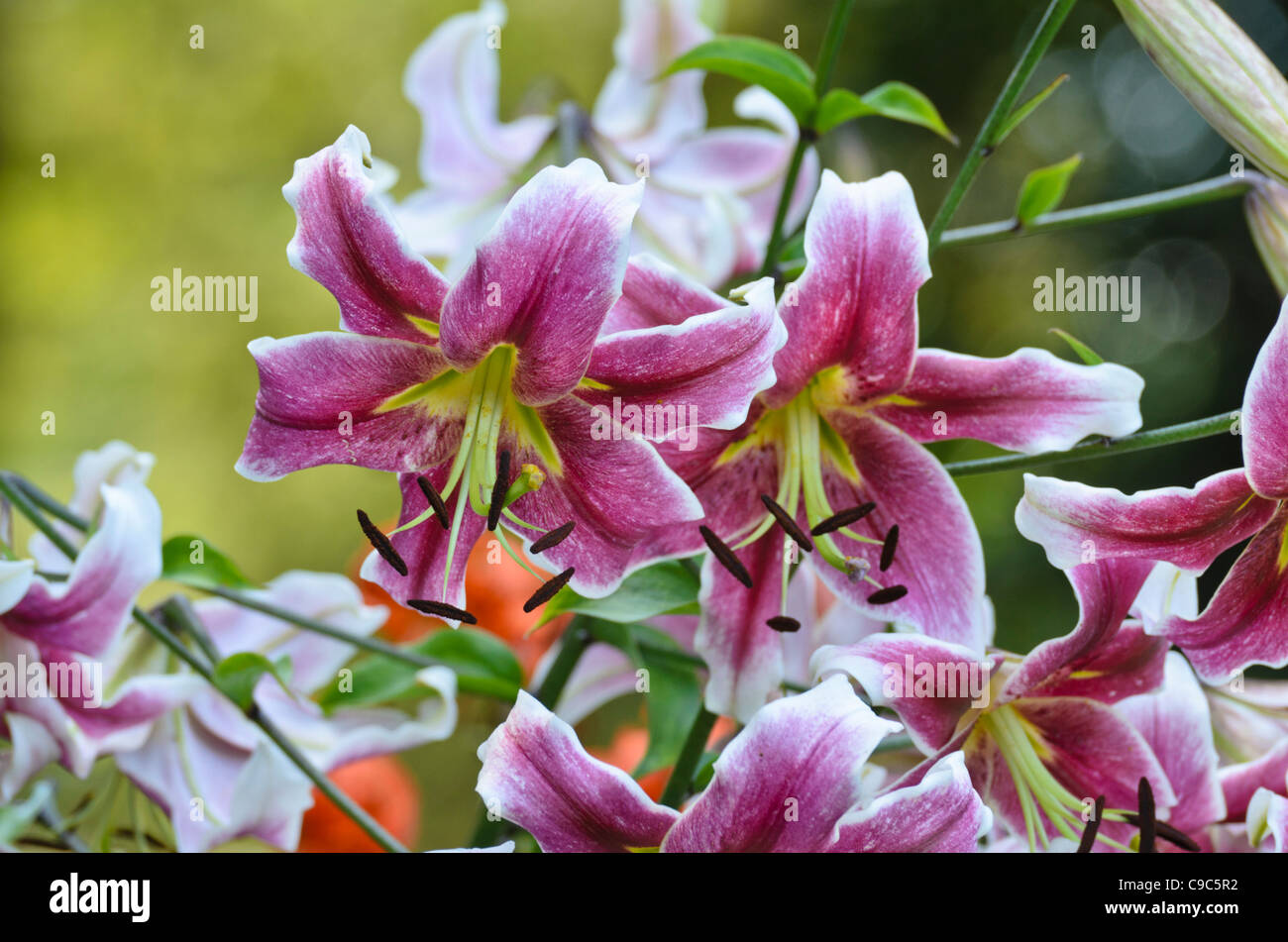 Oriental trumpet lily Banque de photographies et d'images à haute  résolution - Alamy