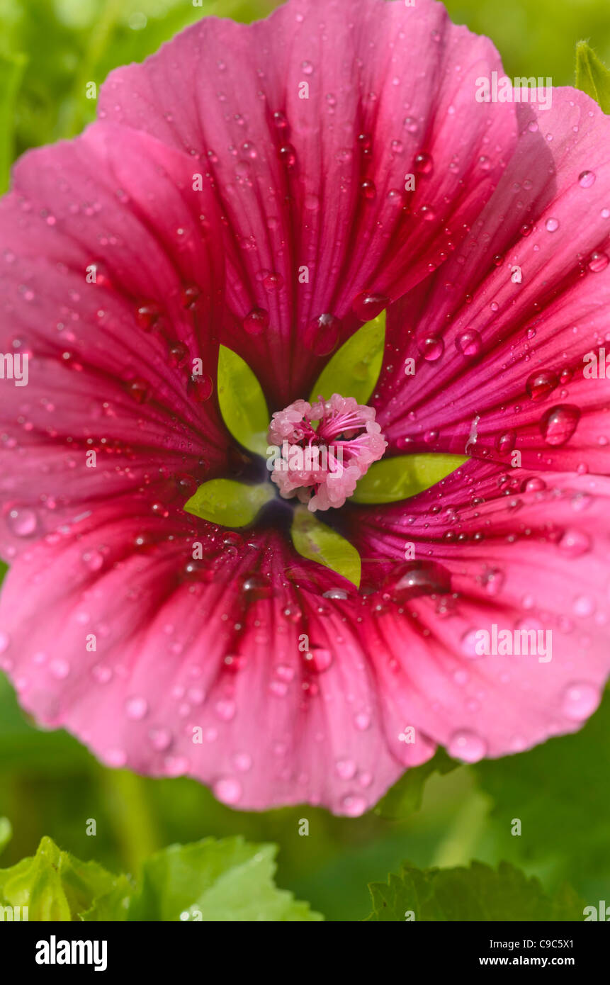 Mistery fleur (malope trifida) Banque D'Images