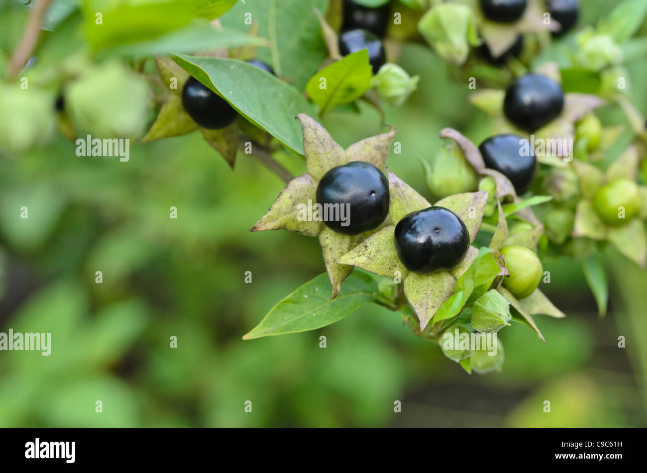 Belladone (Atropa bella-donna) Banque D'Images