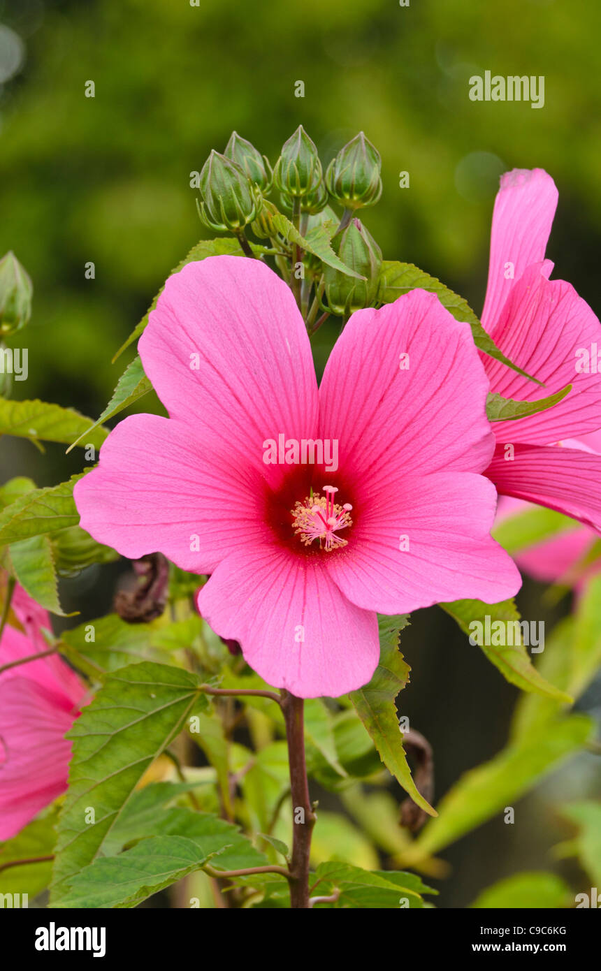 Swamp rosemallow (Hibiscus moscheutos 'chatelaine') Banque D'Images
