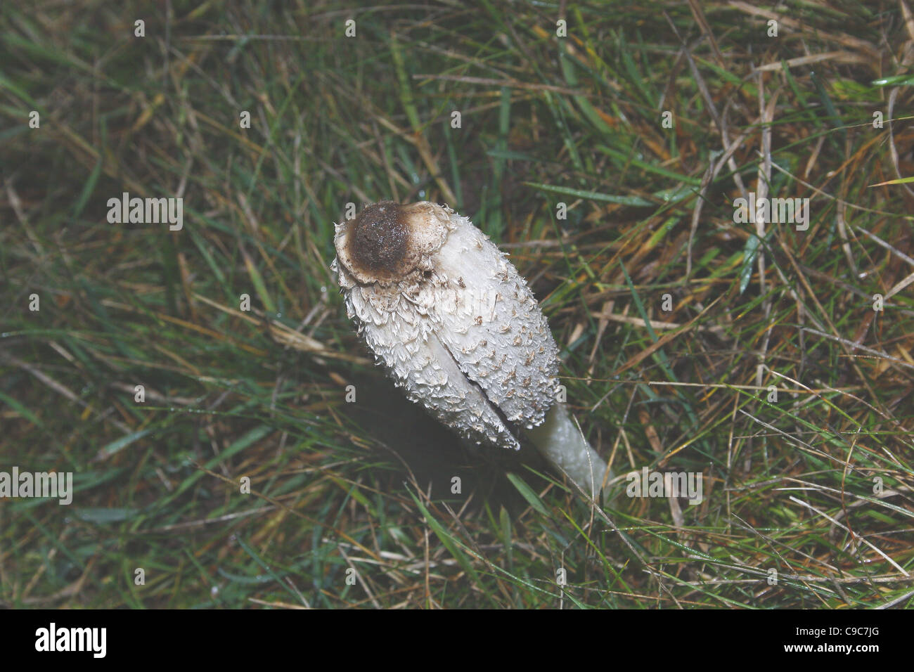 Dans la zone Cap d'encre hirsute, automne.Worksop, Coprinus comatus Notts, Angleterre Banque D'Images