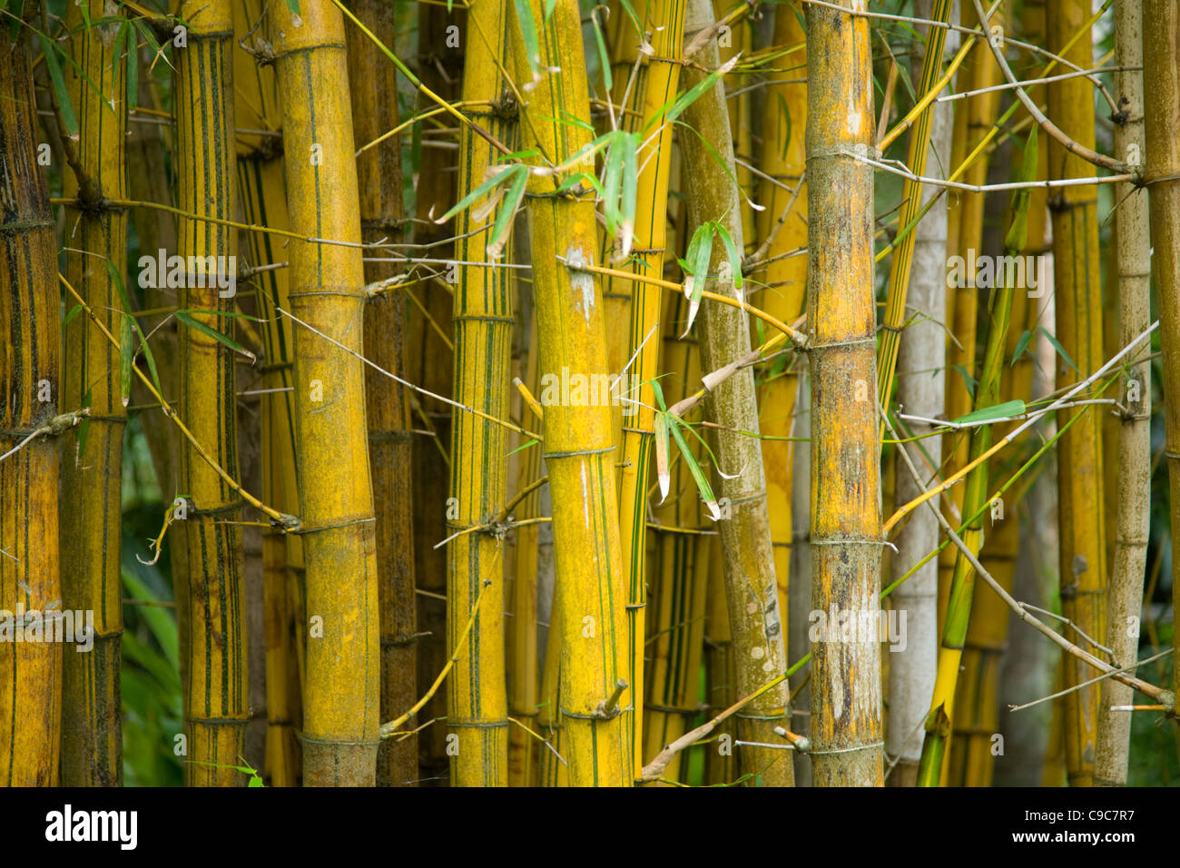 Touffe de bambou plantées densément vulgaris vittata Banque D'Images