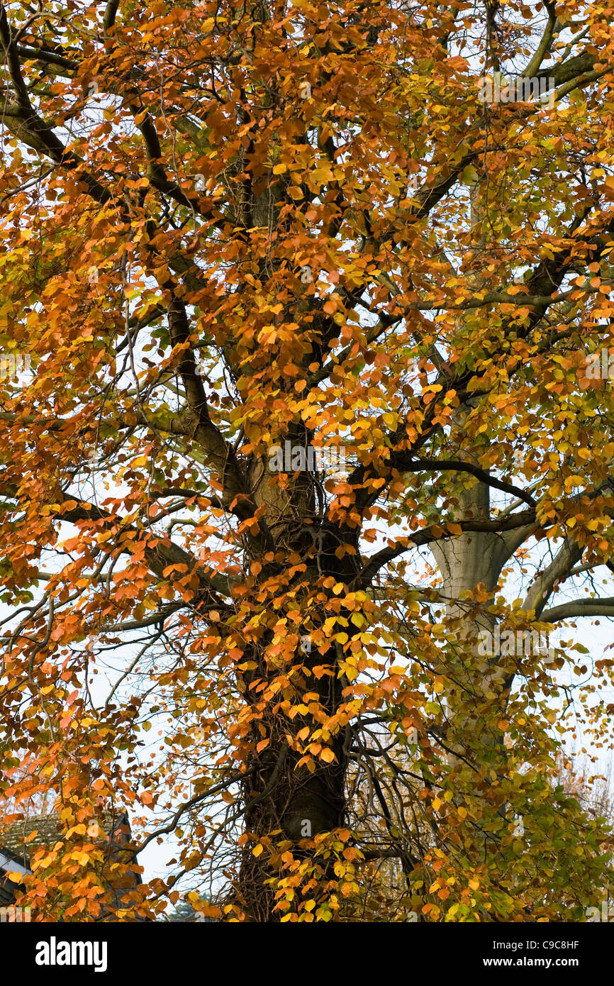 Fagus sylvatica en automne. Hêtre commun. Banque D'Images