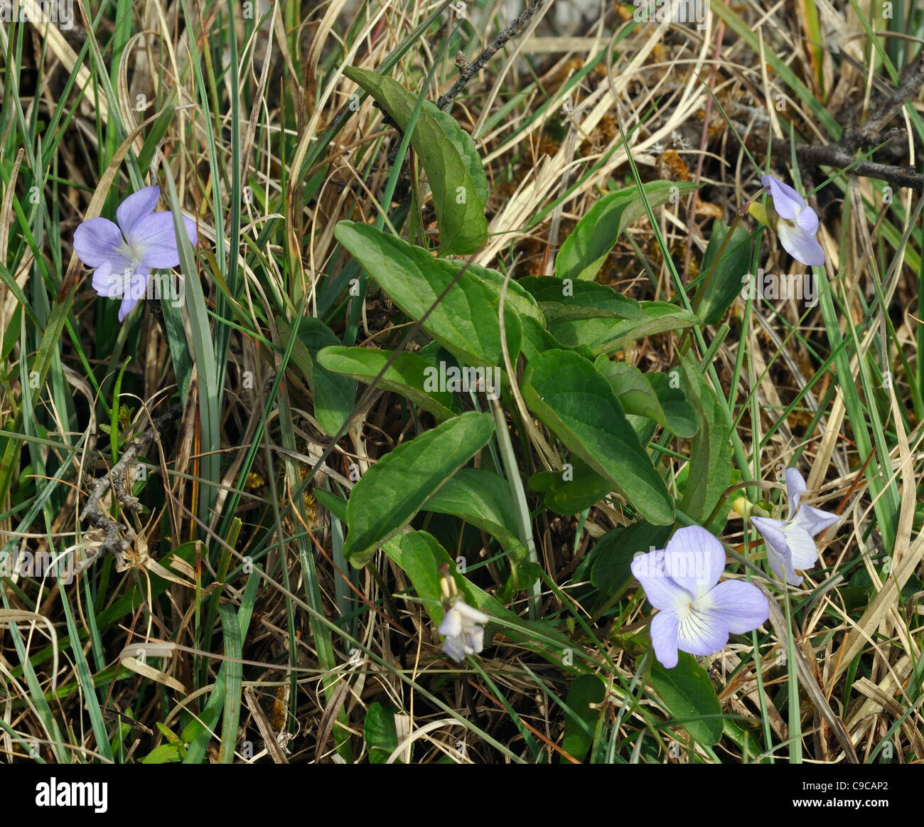 Fen ou Violet Violet - Viola persicifolia Turlough Banque D'Images