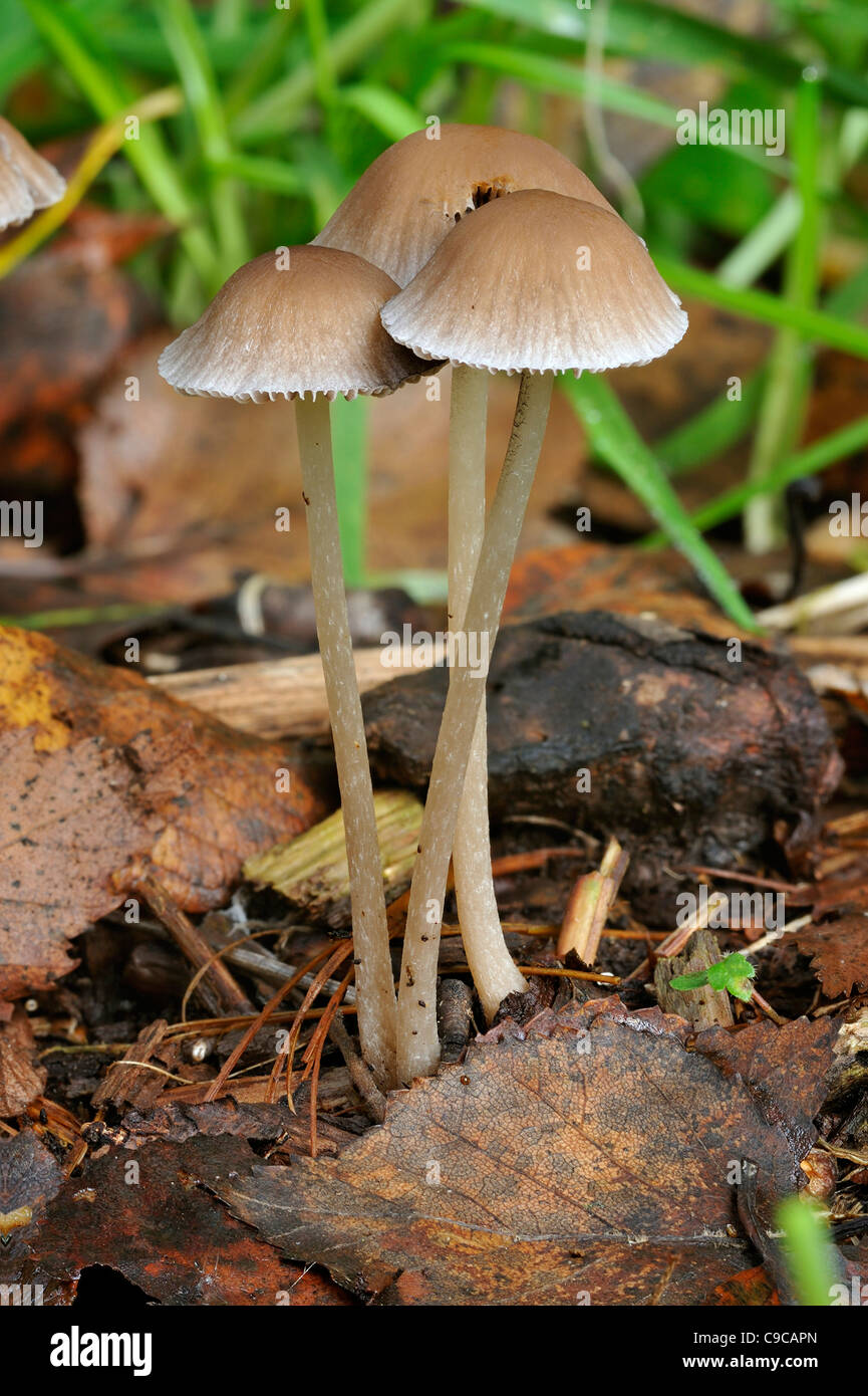 Un Brittlestem - Psathyrella prona Champignon Banque D'Images