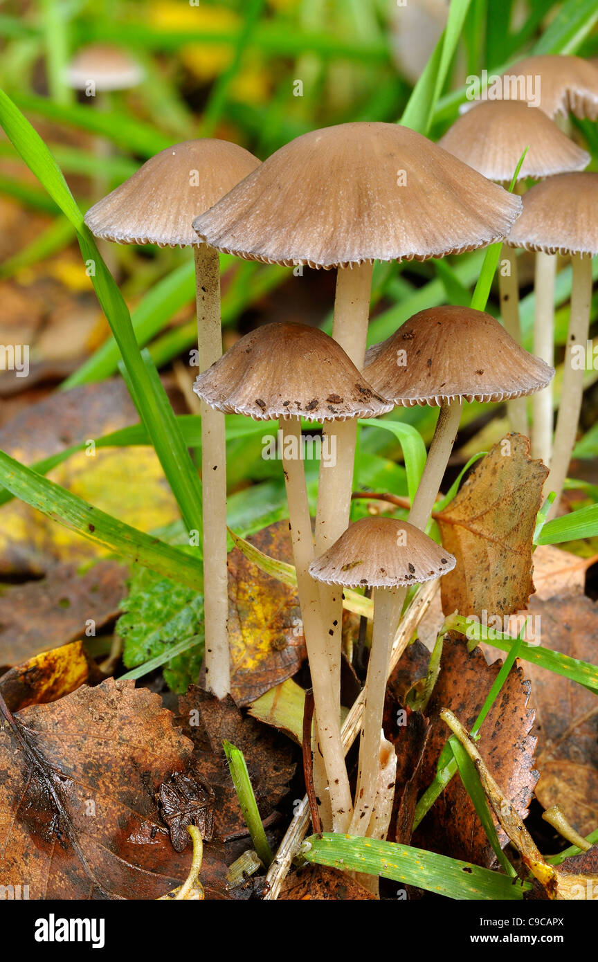 Un Brittlestem - Psathyrella prona Champignon Banque D'Images