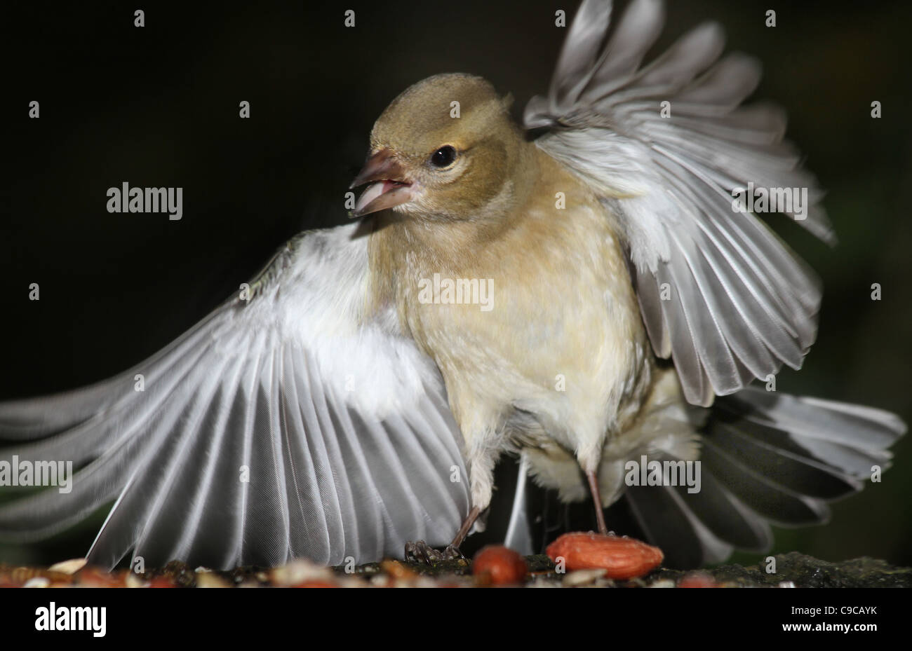 Chaffinch femelle montrant la propagation des ailes. Banque D'Images