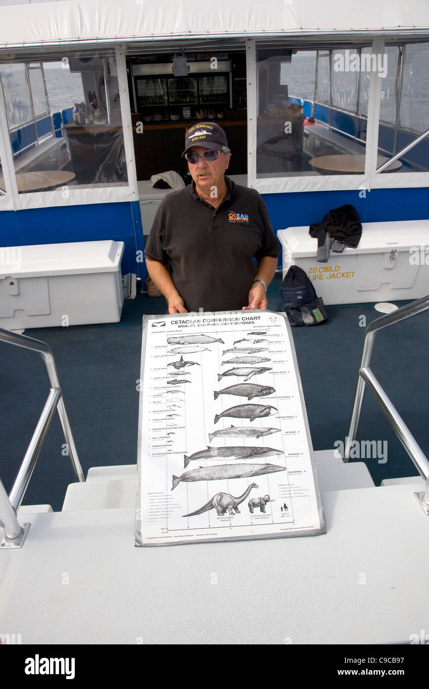 Guide d'observation des baleines de diagramme montre la taille des baleines Banque D'Images