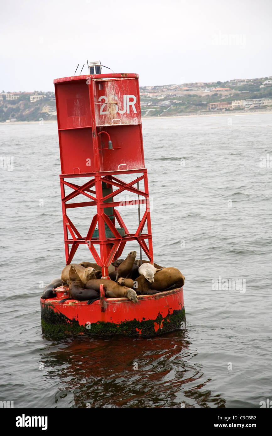 Les Lions de mer sur phare dans Dana Point - Californie Banque D'Images