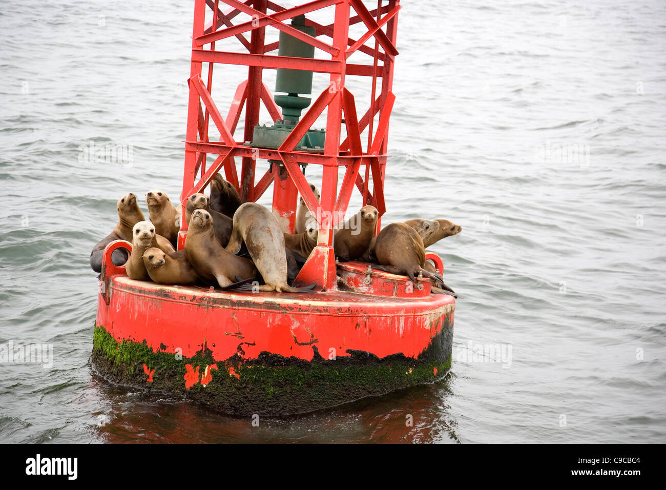 Les Lions de mer sur phare dans Dana Point - Californie Banque D'Images