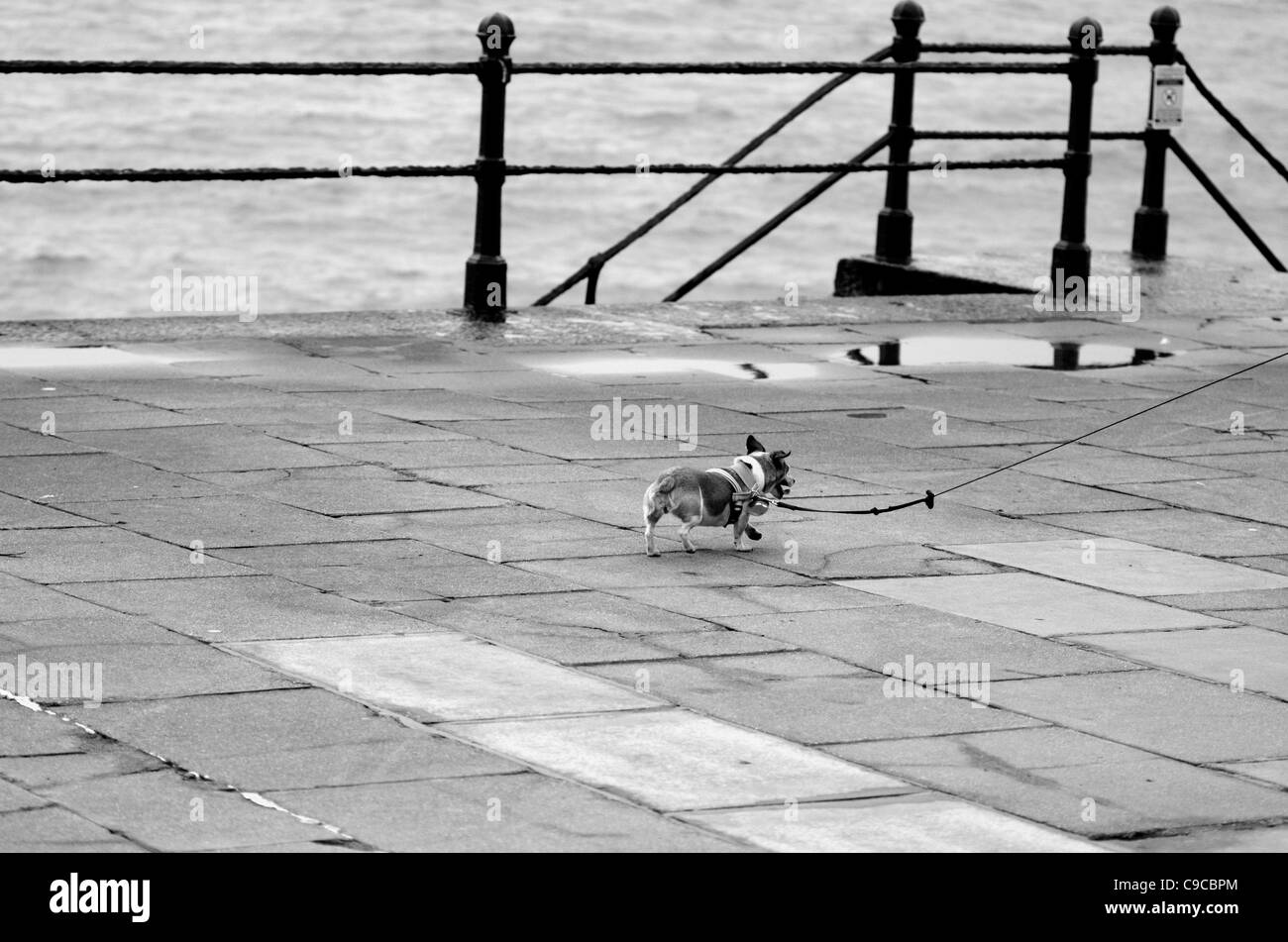 Petit chien sur longue laisse rattraper le retard cruels propriétaire UK Banque D'Images