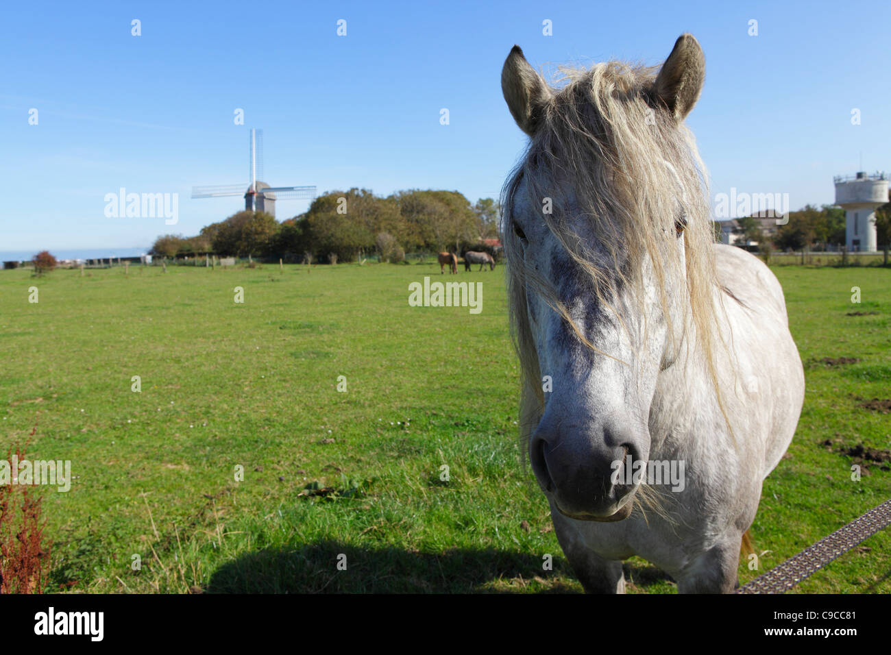 Horse looking over fence Coquelles près de Calais France Banque D'Images