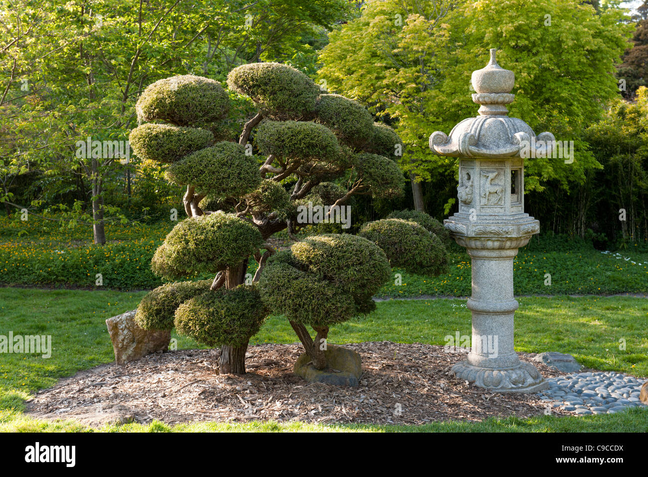 Lanterne de pierre, arbre nain, Japanese Tea Garden, San Francisco Banque D'Images