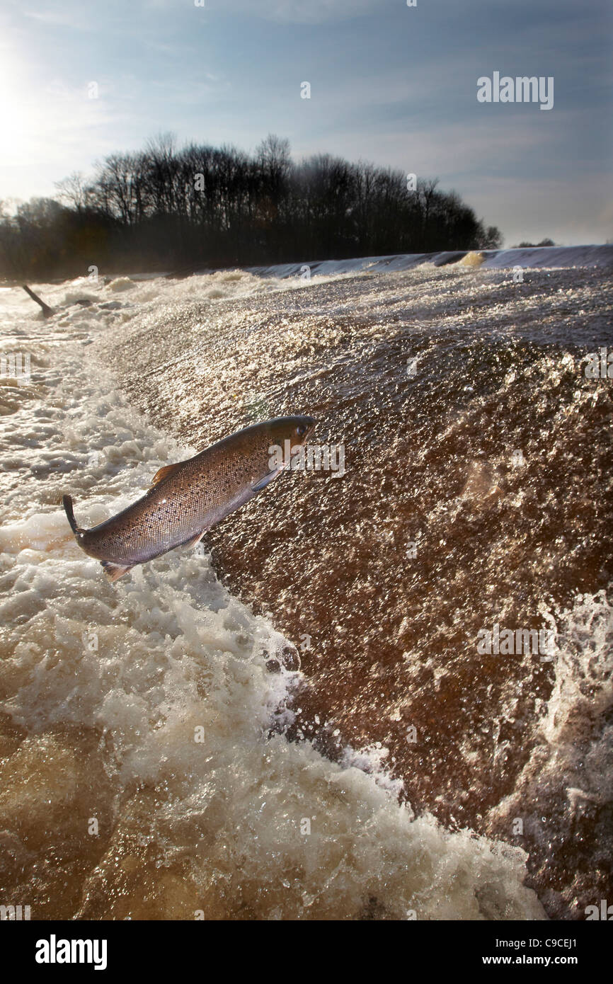 Le saumon atlantique, Salmo salar sautant en amont, à l'eau, cauld Ettrick Philiphaugh, Selkirk, Ecosse, Royaume-Uni Banque D'Images