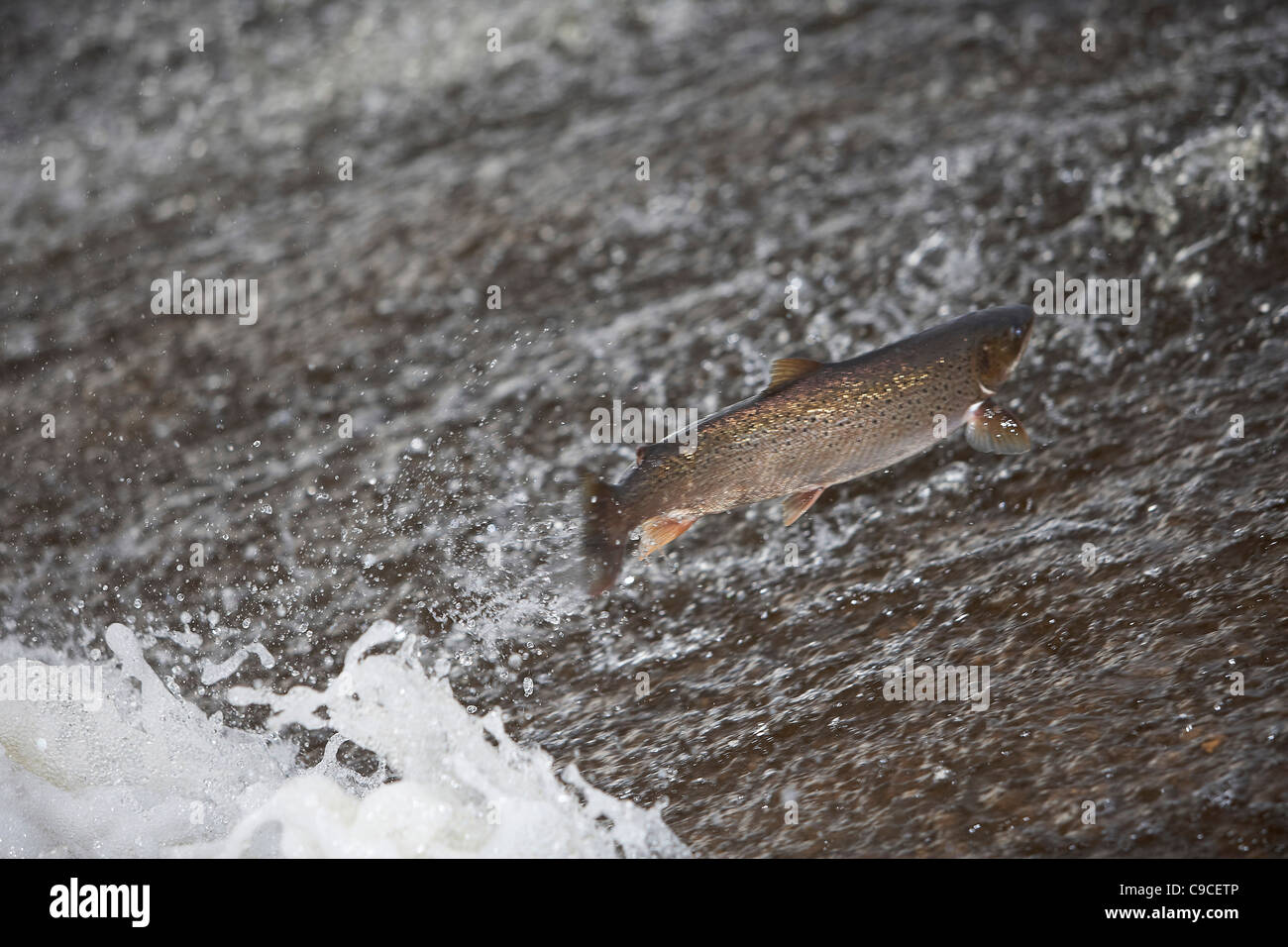 Le saumon atlantique, Salmo salar sautant en amont, à l'eau, cauld Ettrick Philiphaugh, Selkirk, Ecosse, Royaume-Uni Banque D'Images