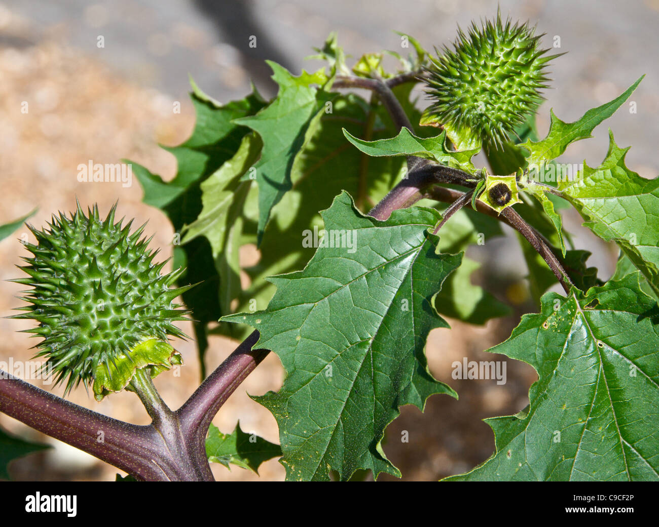 Thorn Apple ou stramoine (Datura stramonium) Banque D'Images
