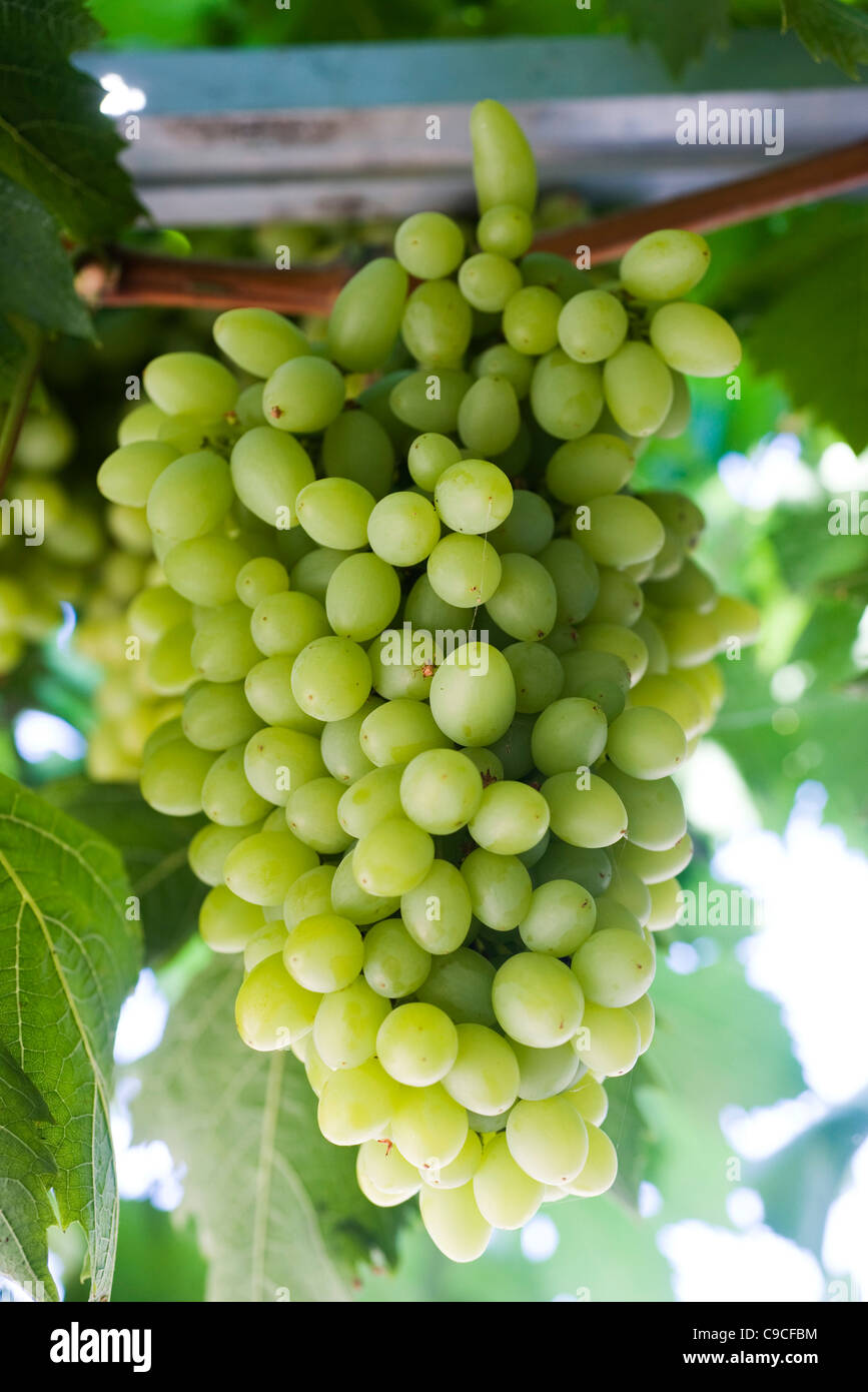Grapes growing on vine Banque D'Images