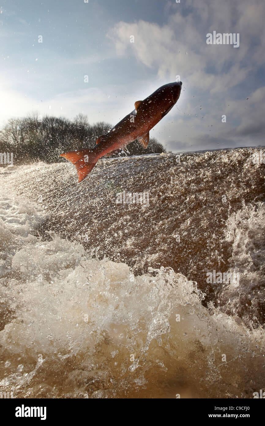 Le saumon atlantique, Salmo salar sautant en amont, à l'eau, cauld Ettrick Philiphaugh, Selkirk, Ecosse, Royaume-Uni Banque D'Images