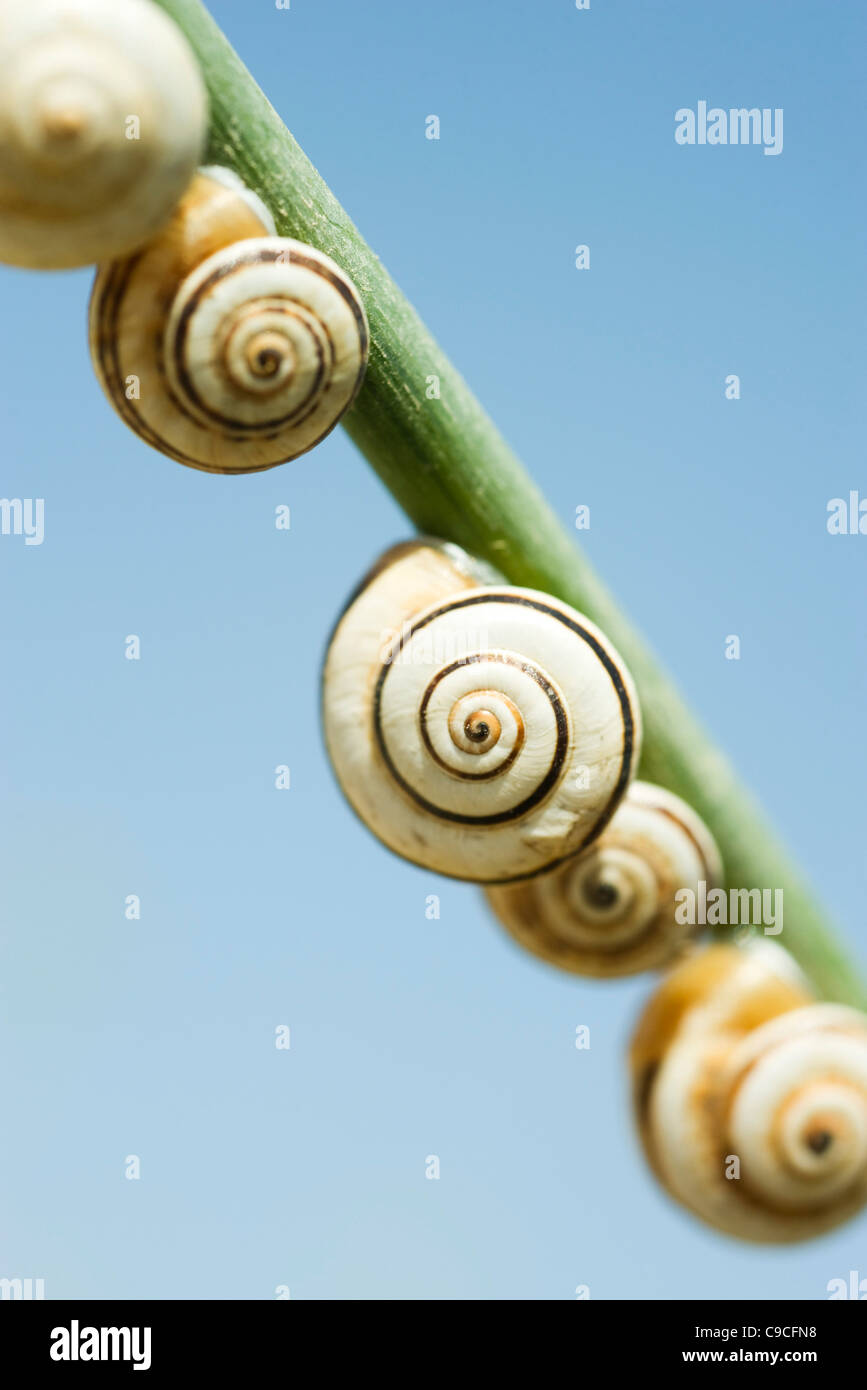 Escargots sur branch Banque D'Images