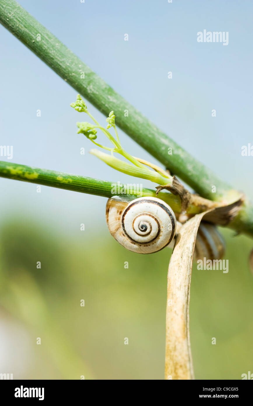 Escargots sur plante Banque D'Images