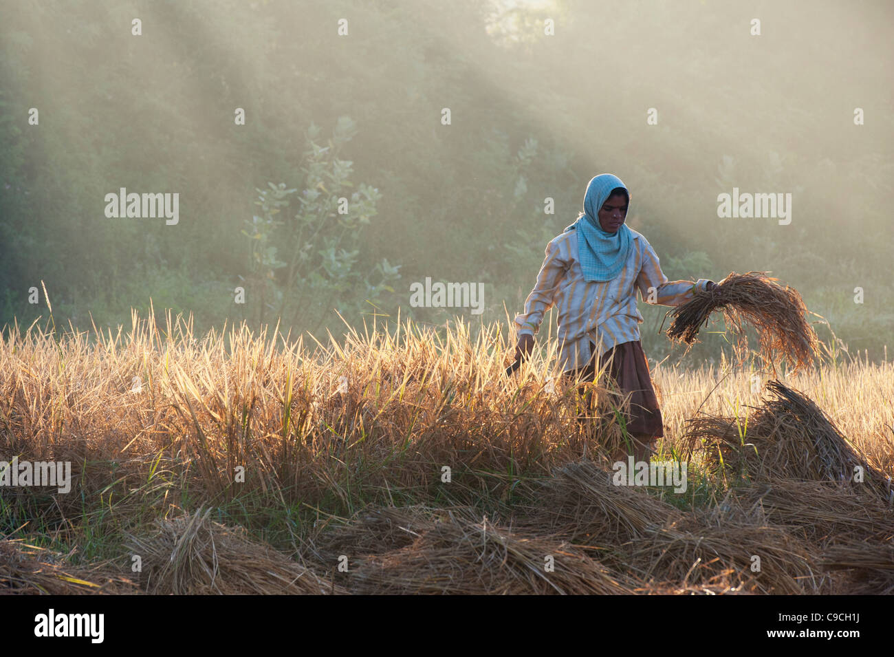 Femme indienne riz coupe au milieu d'une rizière mûre avec une faucille. L'Andhra Pradesh, Inde Banque D'Images