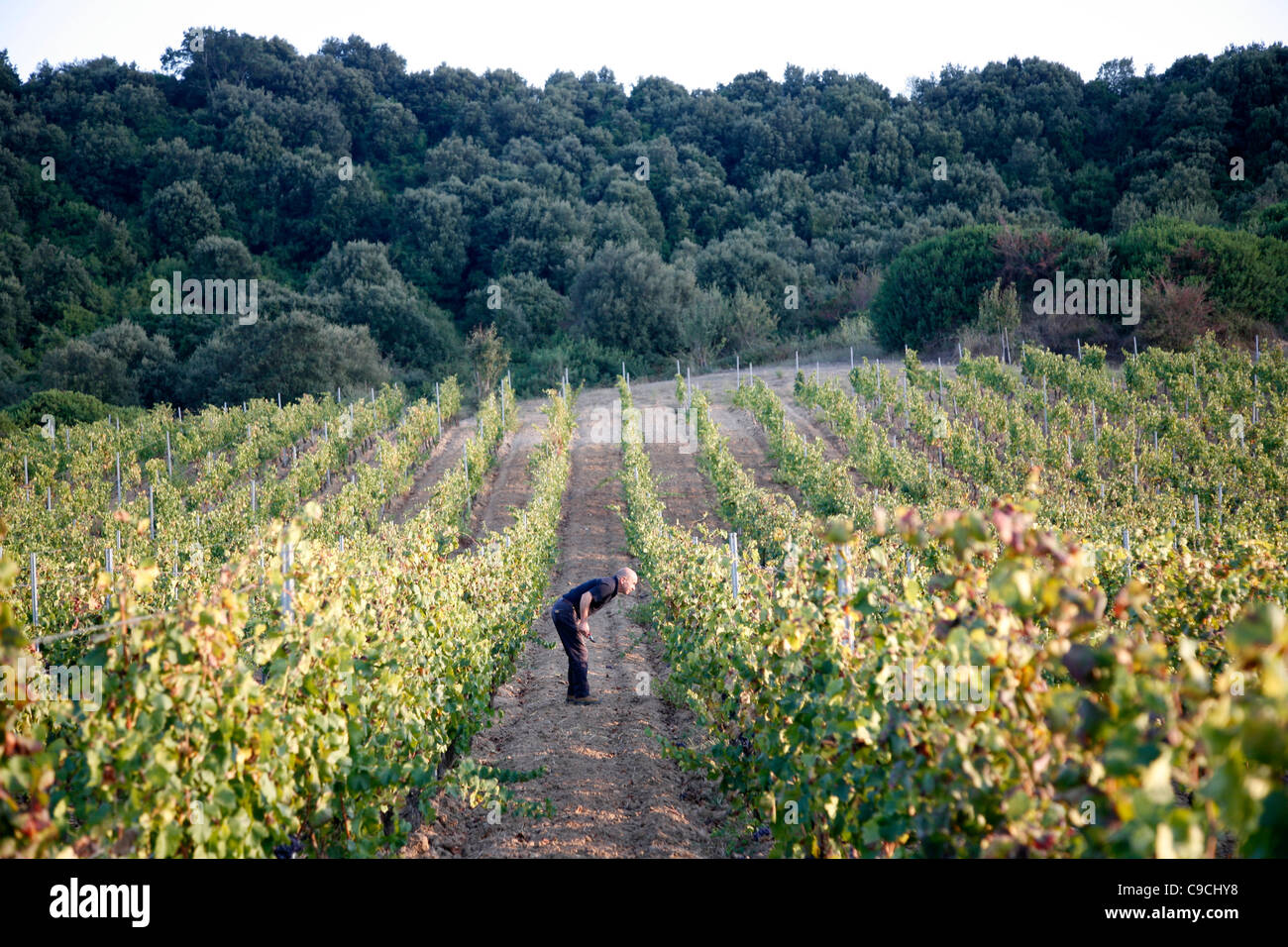 Vignoble et à la gamme de montagne Supramonte, Province de Nuoro, Sardaigne, Italie. Banque D'Images