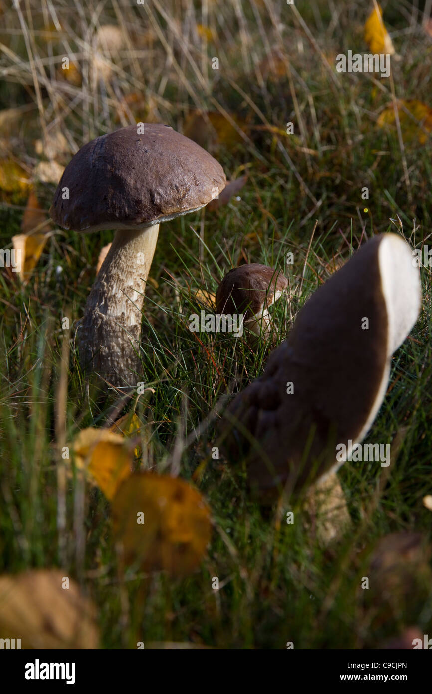 Champignons bolets de bouleau dans l'herbe, entouré de feuilles mortes Banque D'Images