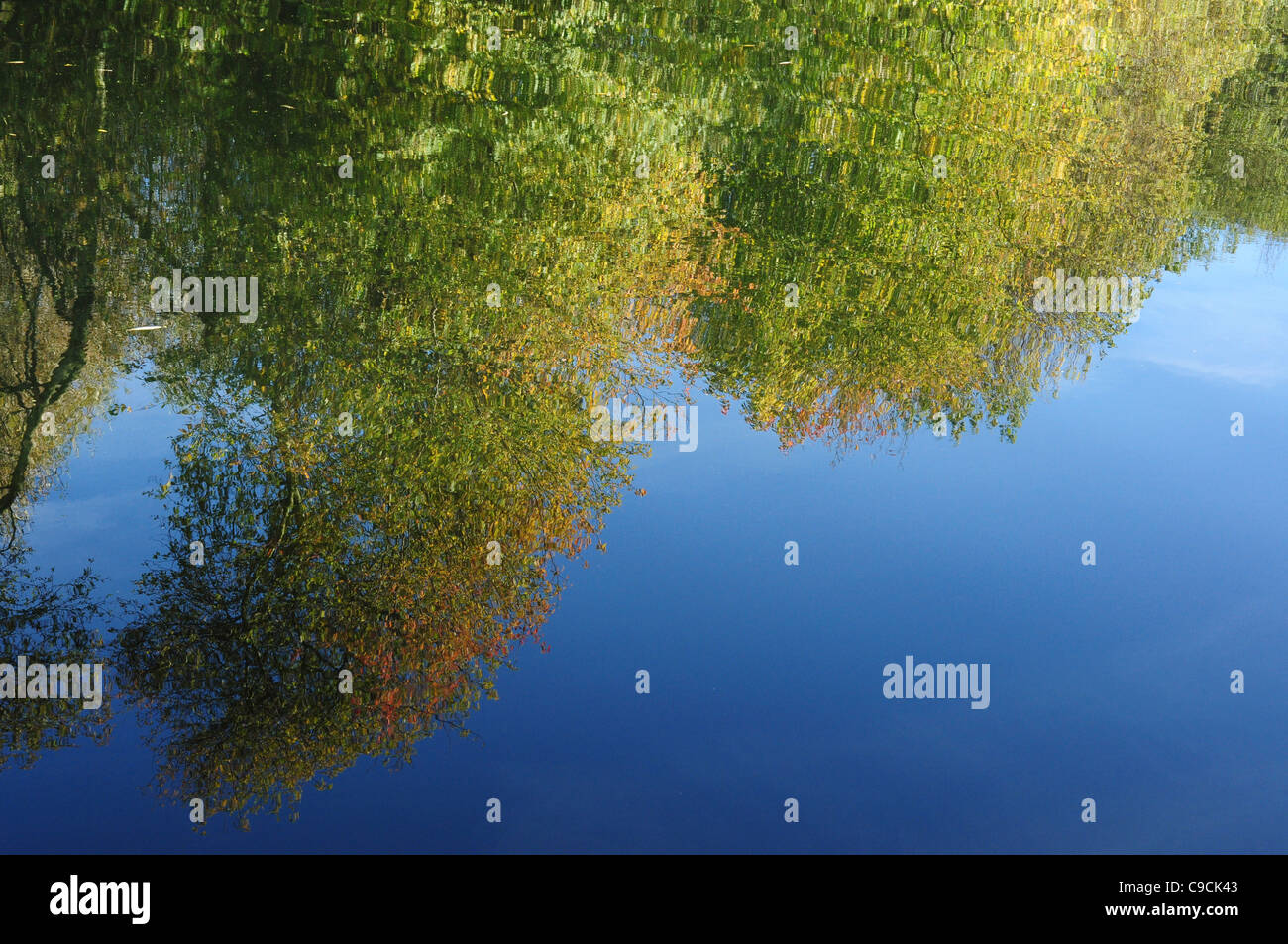 Riverside arbres se reflétant dans l'eau calme Banque D'Images
