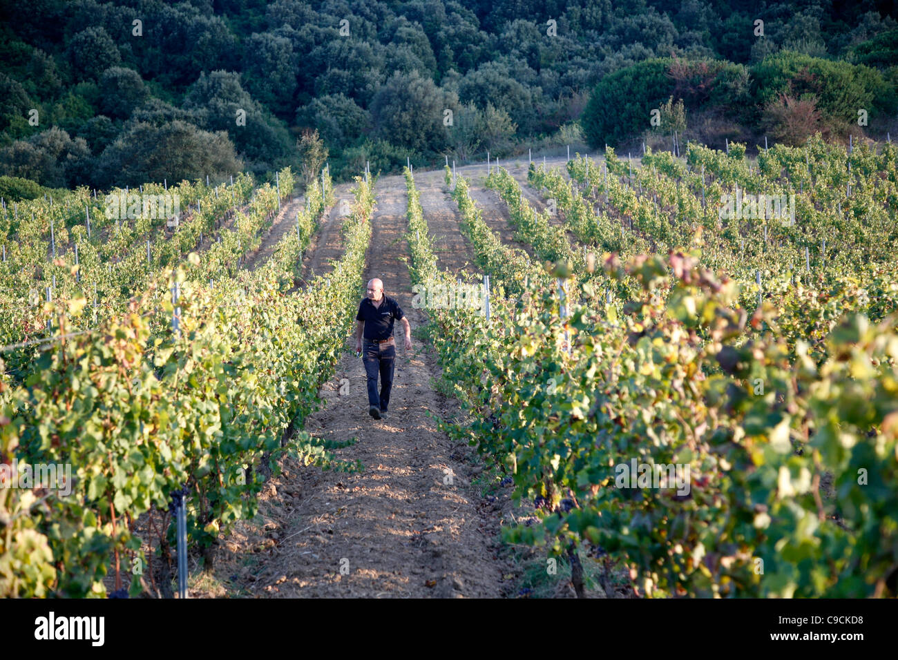 Vignoble et à la gamme de montagne Supramonte, Province de Nuoro, Sardaigne, Italie. Banque D'Images