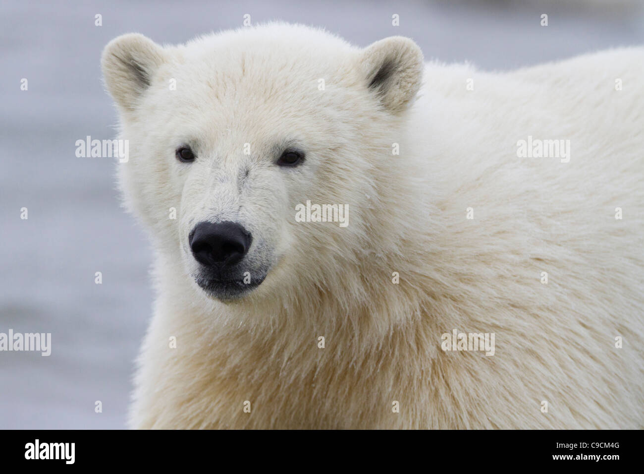 Ours Polaire Sur Une Plage Qui Cache Quelque Chose Bear cub just Banque de photographies et d'images à haute résolution - Alamy