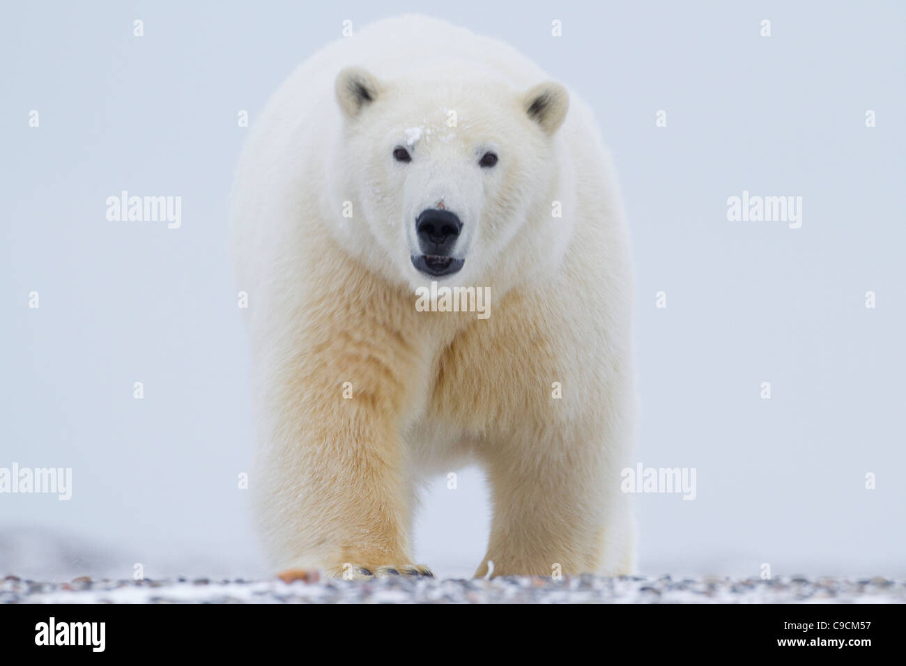 L'ours polaire (Ursus maritimus) balade sur la mer de Beaufort tout près d'une plage à Kaktovik, l'île Barter en Alaska en Octobre Banque D'Images