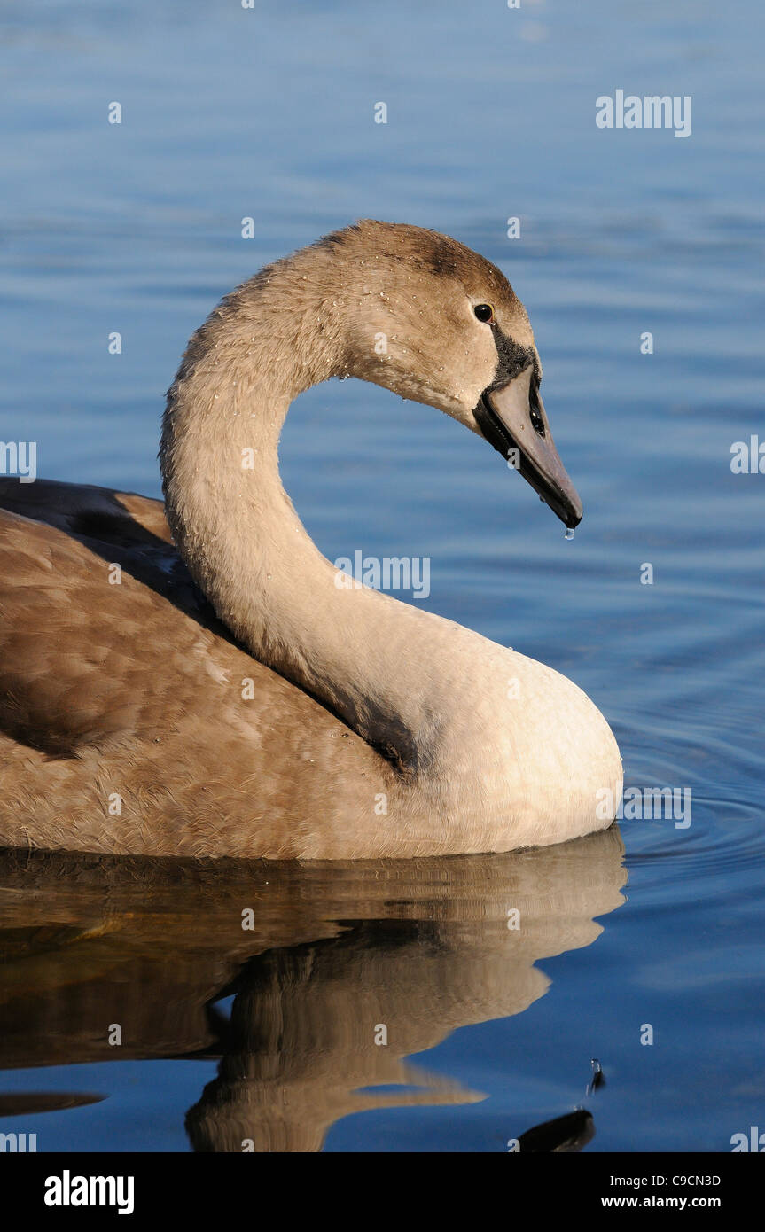 Cygnet Cygne tuberculé Cygnus olor,environ six mois, Norfolk, UK, Novembre Banque D'Images